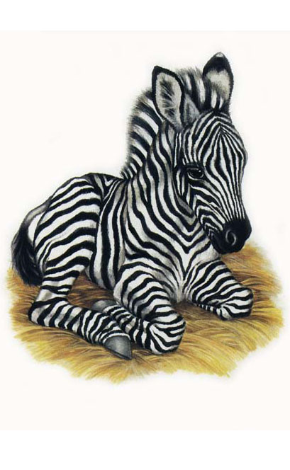 zebra drawings clip art - photo #47
